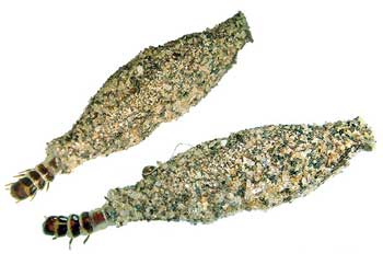 Dedetização de Traças